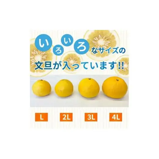 【早期予約】 訳あり 文旦 家庭用 土佐文旦10kg L ~ 4L 