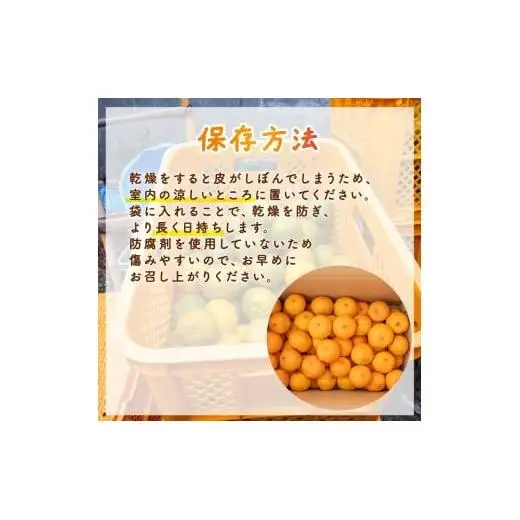 【先行予約】 【早期受付】 訳あり ぽんかん 2.5kg 2027年2月より 順次発送 高知県 須崎市