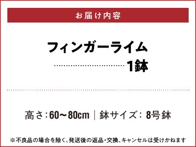 チーム田主丸『フィンガーライムの苗木』_苗木 8号鉢 チーム田主丸 フィンガーライムの苗木 1鉢 フィンガーライム 柑橘類の果実 収穫時期 7月?10月 福岡県 久留米市 お取り寄せ インテリア 植物 ガーデニング 家庭栽培 高級食材 幻の果実 柑橘 フルーツ 送料無料 〔Hf033〕