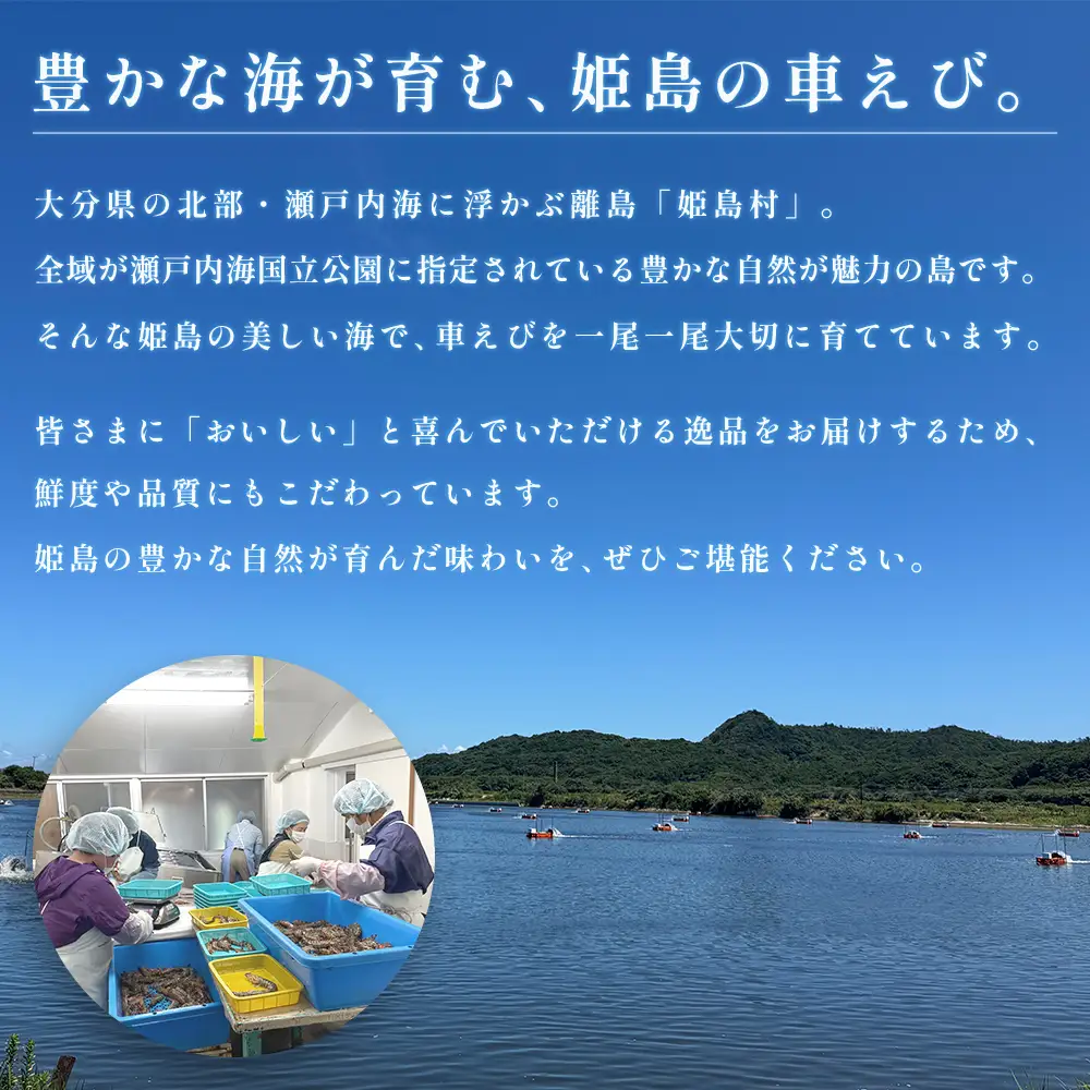 生食用凍眠凍結姫島車えび(養殖)約200ｇ(6尾～10尾)×10パック A5