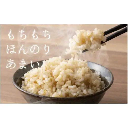 ほたるいか米（玄米20kg）×3回 計60kg【3ヶ月定期便】 [H-021002]