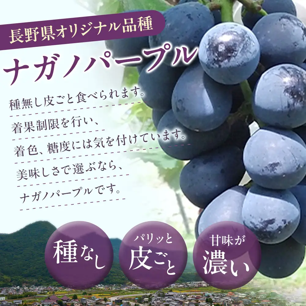 高野農園　ぶどう  訳あり 長野市松代産 ナガノパープル 約1kg バラ房 果物 ブドウ 葡萄 フルーツ デザート おやつ 種なし TAKANO農園 信州 | ぶどう