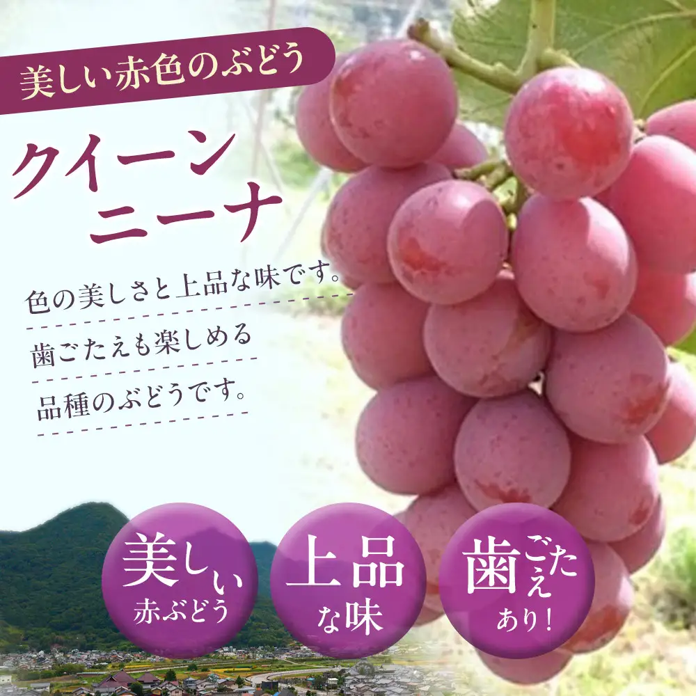 高野農園　ぶどう  長野市松代産 訳ありクイーンニーナ 約1kg バラ房 葡萄 ブドウ 果物 フルーツ デザート おやつ TAKANO農園 信州 果物類 マスカット ギフト 手土産 | ぶどう