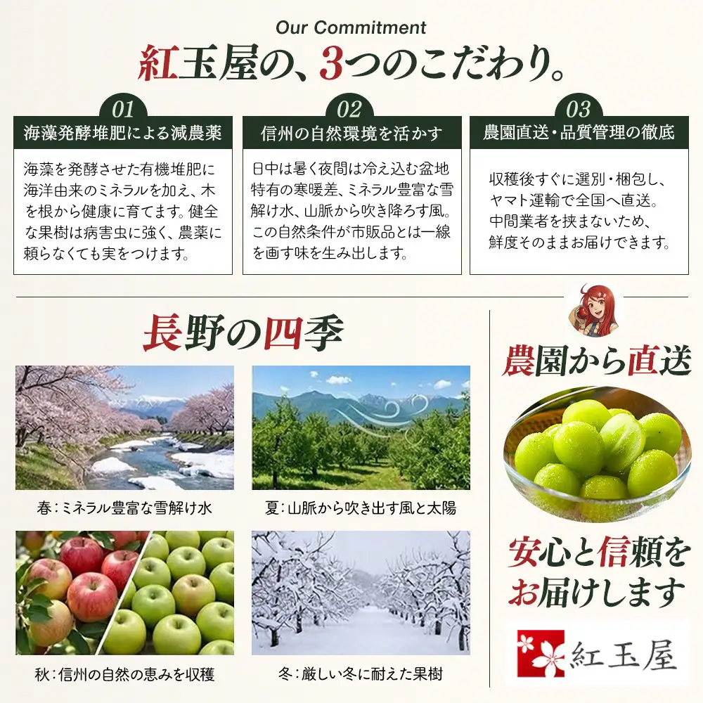 ★ 紅玉屋 長野市産大粒シャインマスカット1房（約450g～800g）【2026年9月上旬頃より順次発送】  |シャインマスカット ぶどう フルーツ