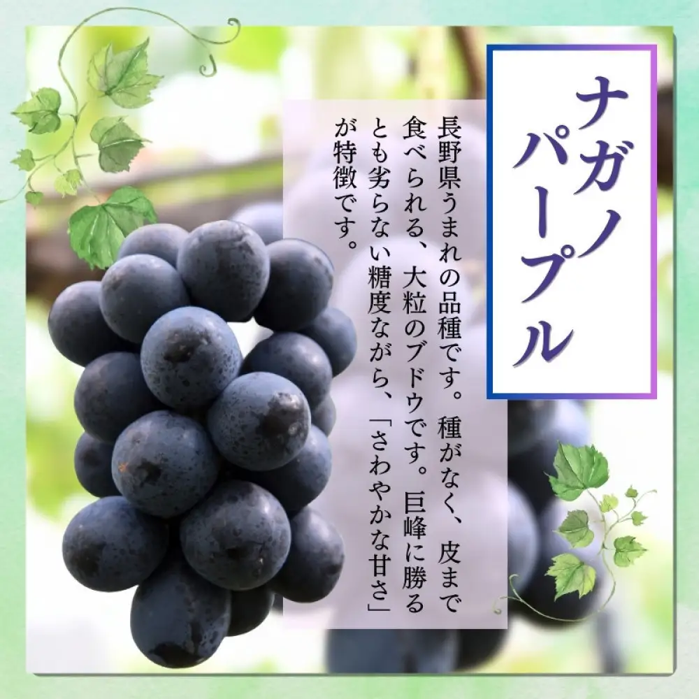 おかべ農園　長野市産 ナガノパープル（贈答用）2房【2026年9月上旬頃発送予定】  |ぶどう ぶどう