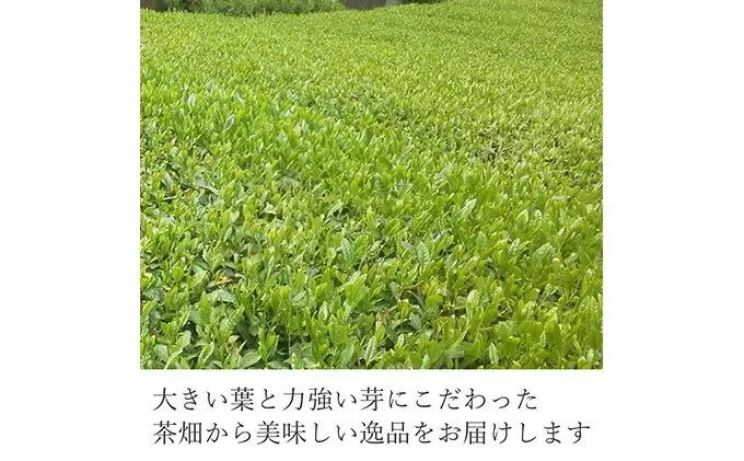 静岡 本山茶 1缶165g（特製木箱入り）◇
