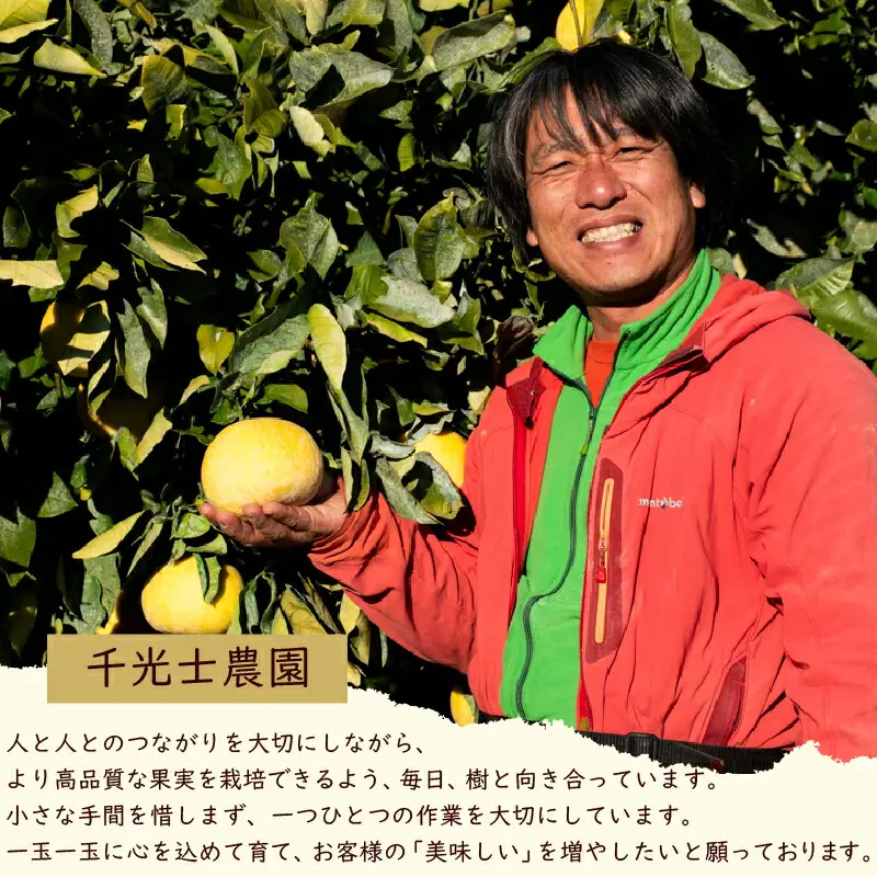 土佐文旦 3Lサイズ×2玉【文旦】