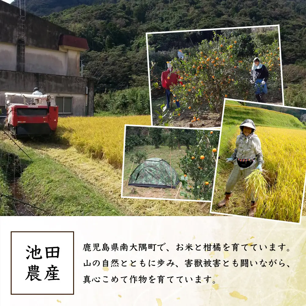 お米 ≪令和7年産≫ ひのひかり 米 5kg 南大隅町 辺塚産 AL7602 ｜鹿児島県 南大隅 白米 こめ コメ 5キロ ご飯 大自然のお米 国産 産地直送 