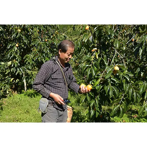 伊自良の高級干し柿 3種食べ比べセット 約630g [No.725] ※2027年1月～発送