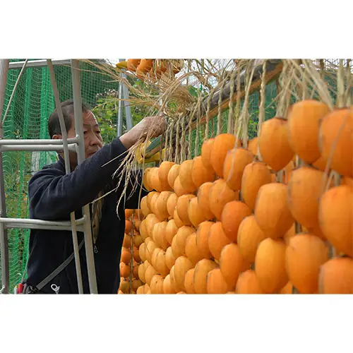 岐阜県産干し柿 伊自良連柿（伊自良大実柿）L 10段 約1.25kg [No.726] ※2027年1月～発送