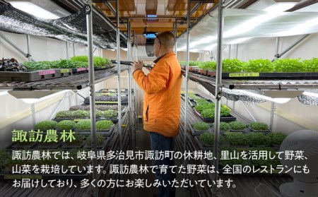 マイクロ野菜 4点セット〈 ルッコラ パセリ セロリ スイスチャード 〉【諏訪農林】[TDO001]