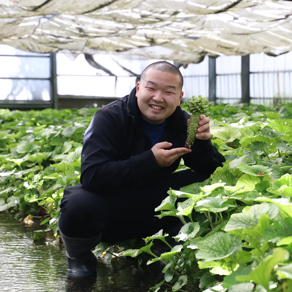 藤屋わさび農園　わさび漬３種セット