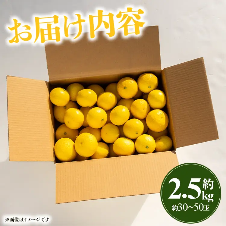 【先行受付】黄金柑 2.5kg 黄金柑 柑橘 ms-0044