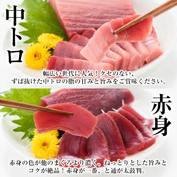 【定期便6回（毎月）】南マグロ大トロ、中トロ、赤身を半年間毎月お届け。1回分の内容量は南マグロの合計８本（１本あたり、200～230g） (大トロ×１、上トロ×２、中トロ×２、赤身×３)【00-019-07-TK】