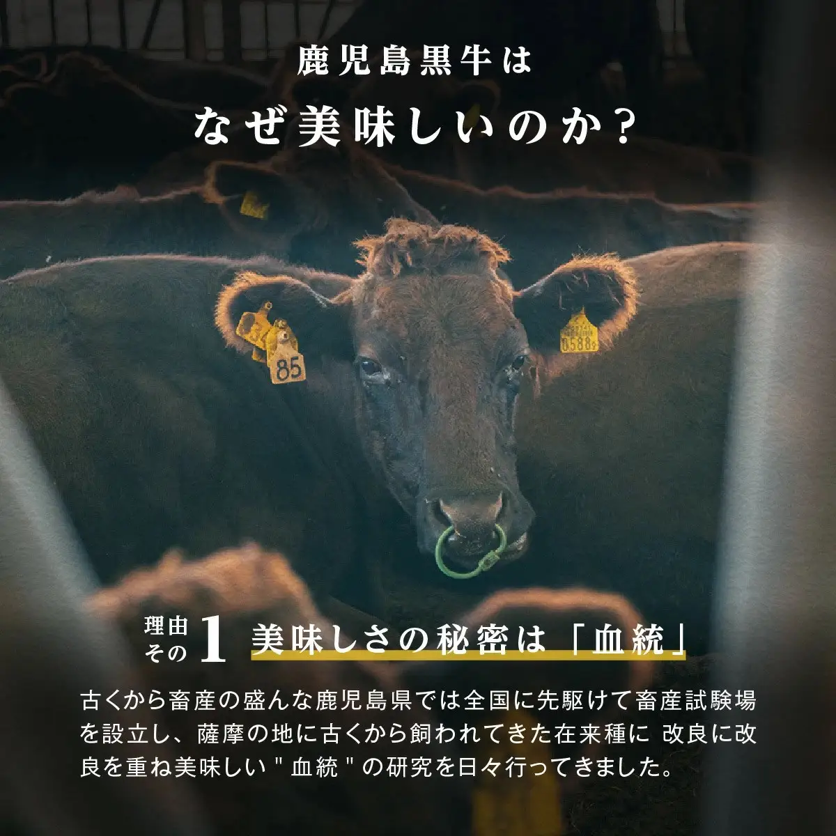 黒牛すきやきセット（600g）（D-101）