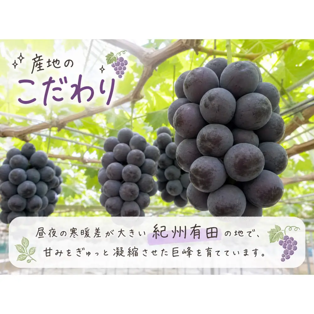 紀州有田産の巨峰ぶどう約３kg【先行予約】【2026年8月下旬以降発送予定】  巨峰