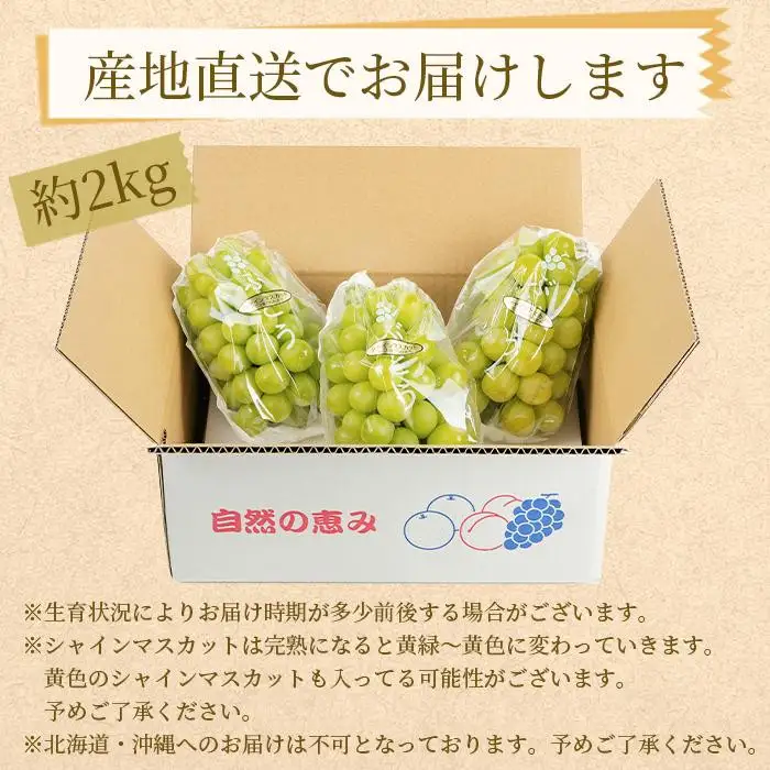 農家直送 朝採り シャインマスカット  約2kg［2026年・先行予約］