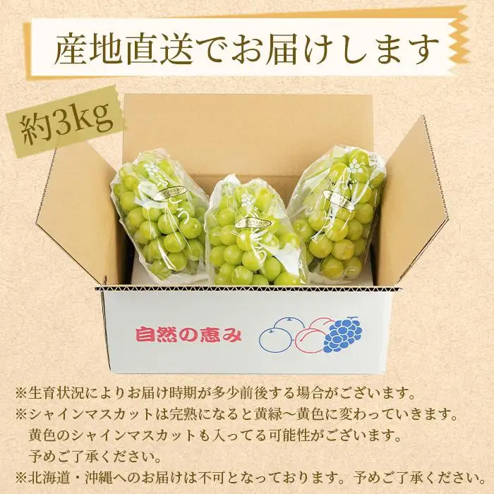 農家直送 朝採り シャインマスカット 約3kg ［2026年・先行予約］