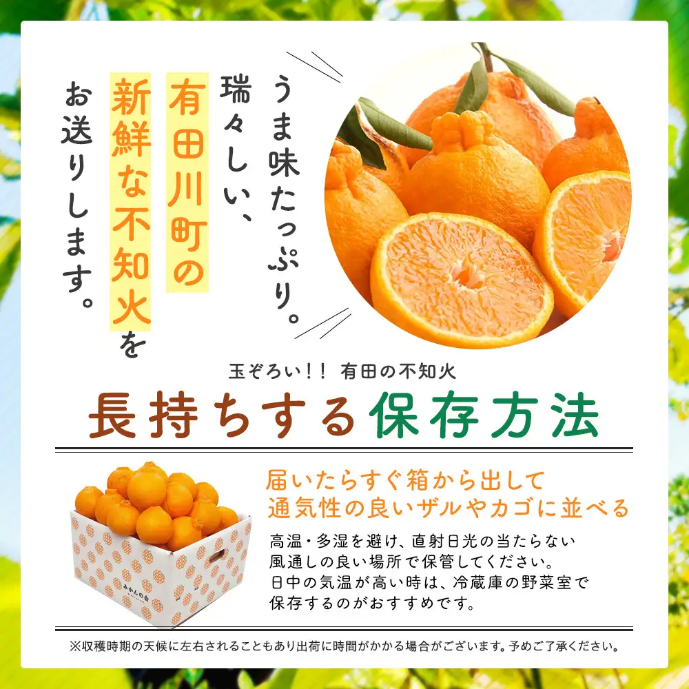 不知火 (しらぬい) 秀品 玉ぞろい 箱込 5kg (内容量約4.4kg)  和歌山県産 産地直送［みかんの会］