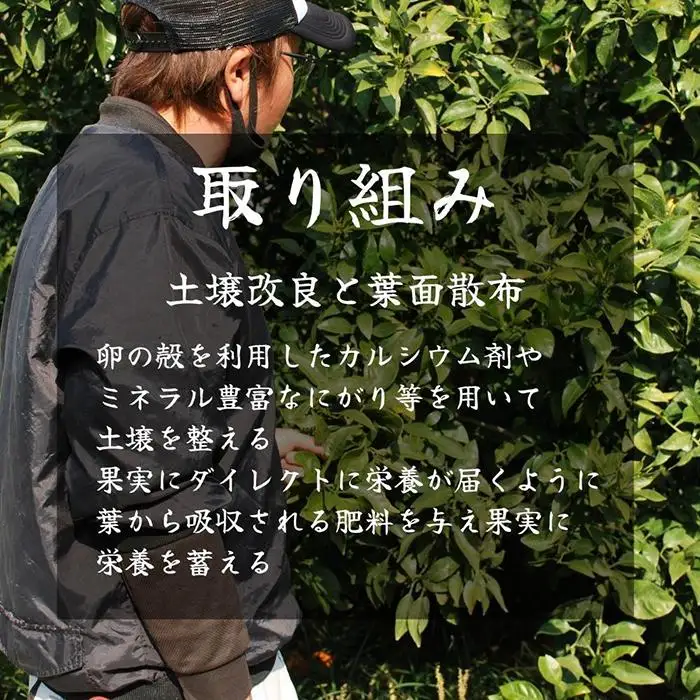 不知火 古豪の産地 田口の不知火 7玉木箱入 特選品 産地直送 贈答用 数量限定［みかんの会］
