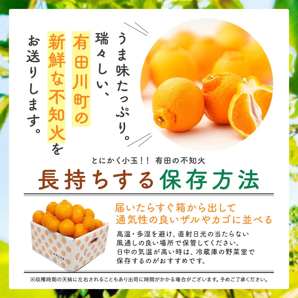 不知火 とにかく 小玉 箱込10kg (内容量約 9.2kg)  秀優品混合 和歌山県産 産地直送［みかんの会］