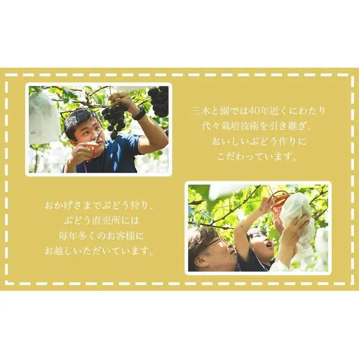 【先行予約】有田巨峰村三木と園の露地栽培あま～い種あり巨峰3kg | ぶどう