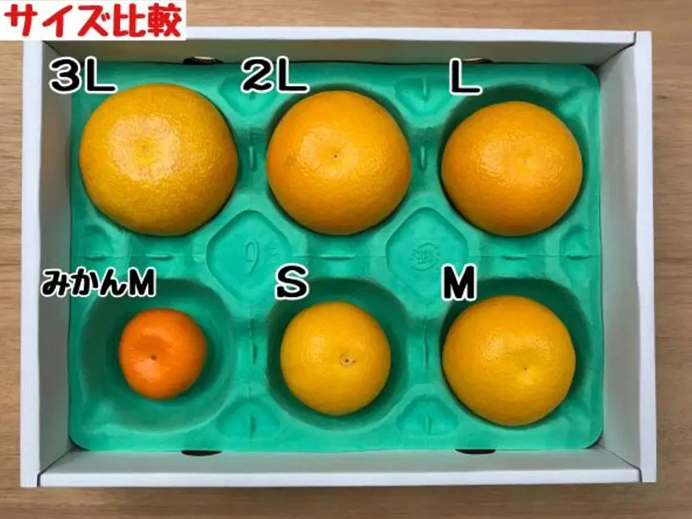 木成完熟 紅はっさく 特秀 L × 8玉 または M × 10玉 サイズ 化粧箱 南泰園【2027年4月上旬～発送】