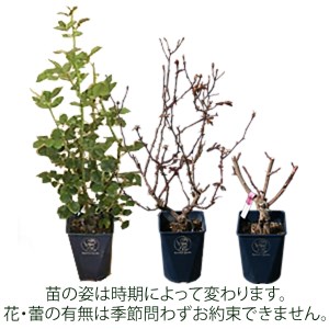 バラ苗鉢植え「エクレール」 [h190]