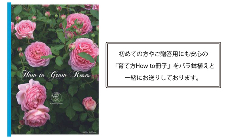 バラ鉢植え「夢乙女」 SWBD006