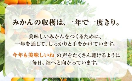 木成り完熟 温州みかん 10kg みかん