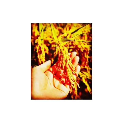 【９ヵ月定期便】【上新粉】コシヒカリ１００％　２００ｇ×５パック(合計１kg)　自家製　米粉 2025/9/19～