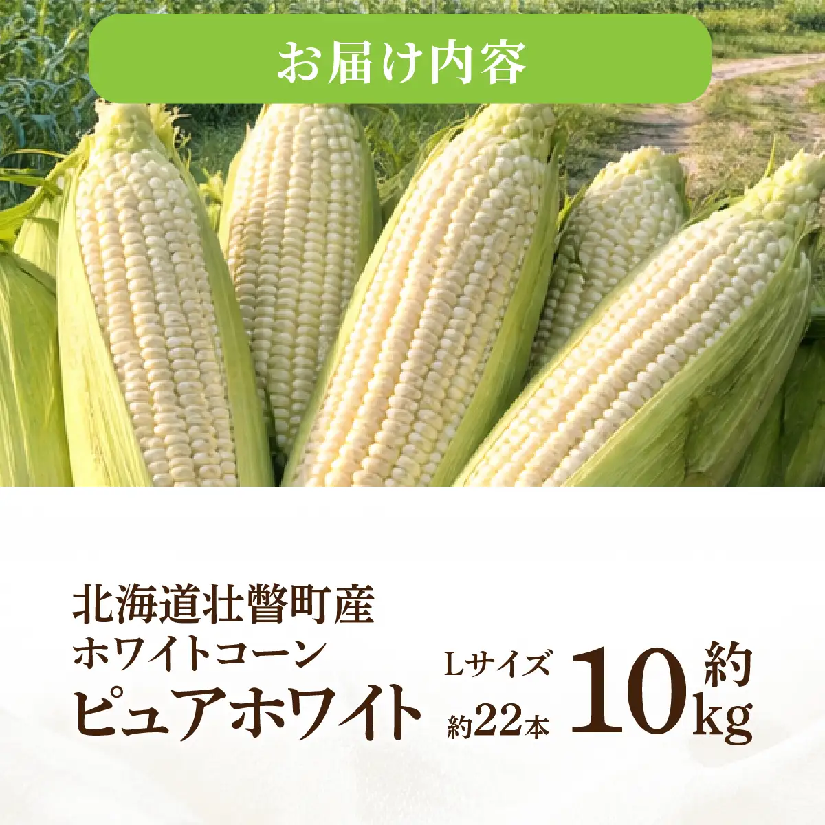 ＜2026年8月中旬よりお届け＞【朝採り】北海道壮瞥町 ホワイトコーン「ピュアホワイト」Lサイズ以上22本（約10kg） SBTQ002