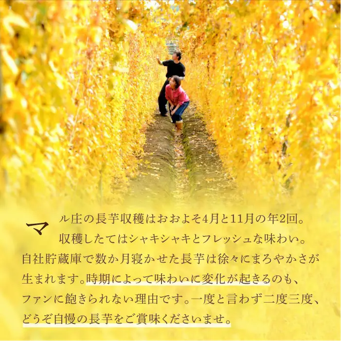 2026年12月上旬より発送！訳あり 土付き長芋（4kg）｜国産野菜 とろろご飯におすすめ！「マル庄」