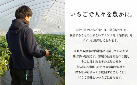 「 古都華 」＆「 季節 の いちご 」 食べ比べ セット （ 1パック ずつ） 計 2パック | フルーツ くだもの 果物 イチゴ ことか コトカ 奈良県 五條市 苺 品種 特徴 糖度 旬 2月 順次発送 LIP～幸せいちご園～ 産地直送 農家直送 お取り寄せ 送料無料 グルメ フレッシュ 果実 新鮮 ブランド苺 ストロベリー 冷蔵 高糖度 減農薬栽培 最高級 濃厚 贅沢 ギフト 贈答