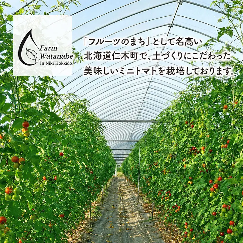 2026年産 ミニトマトジュース 180ml×10本 北海道 仁木町