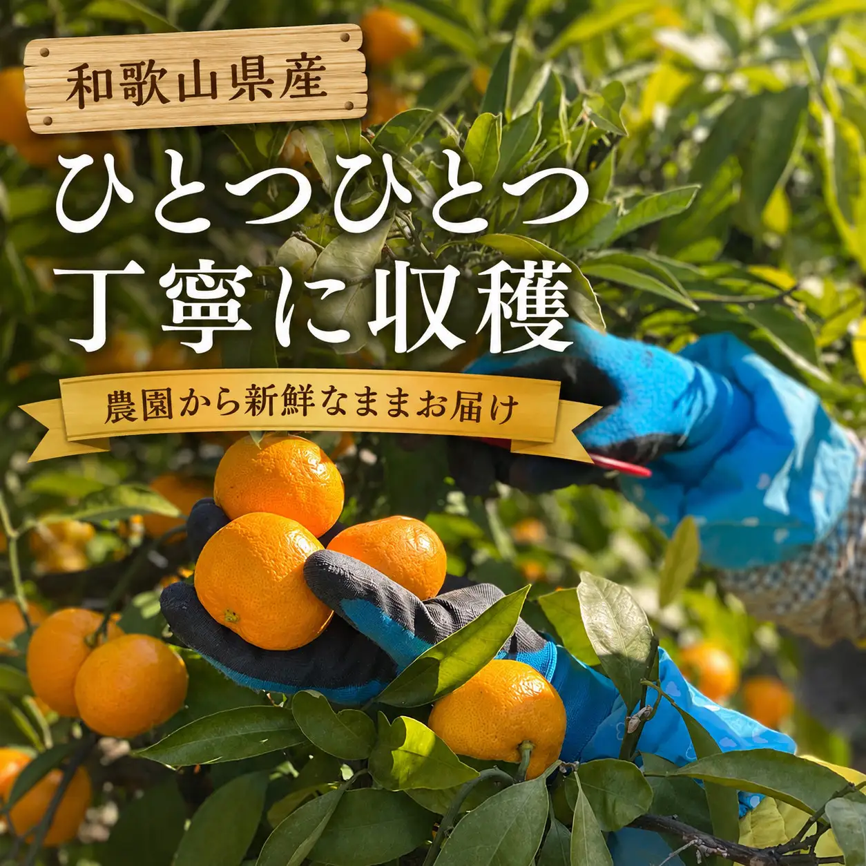 【ふるなびWEEK対象】【先行受付】はじめまして 有田みかん 3kg　和歌山県有田川町産　お試し・味重視