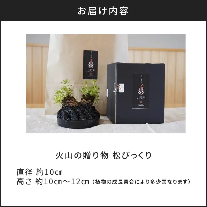 火山の贈り物 ミニ観葉植物『松びっくり』 溶岩土台松ぼっくり苔植物 K089-001