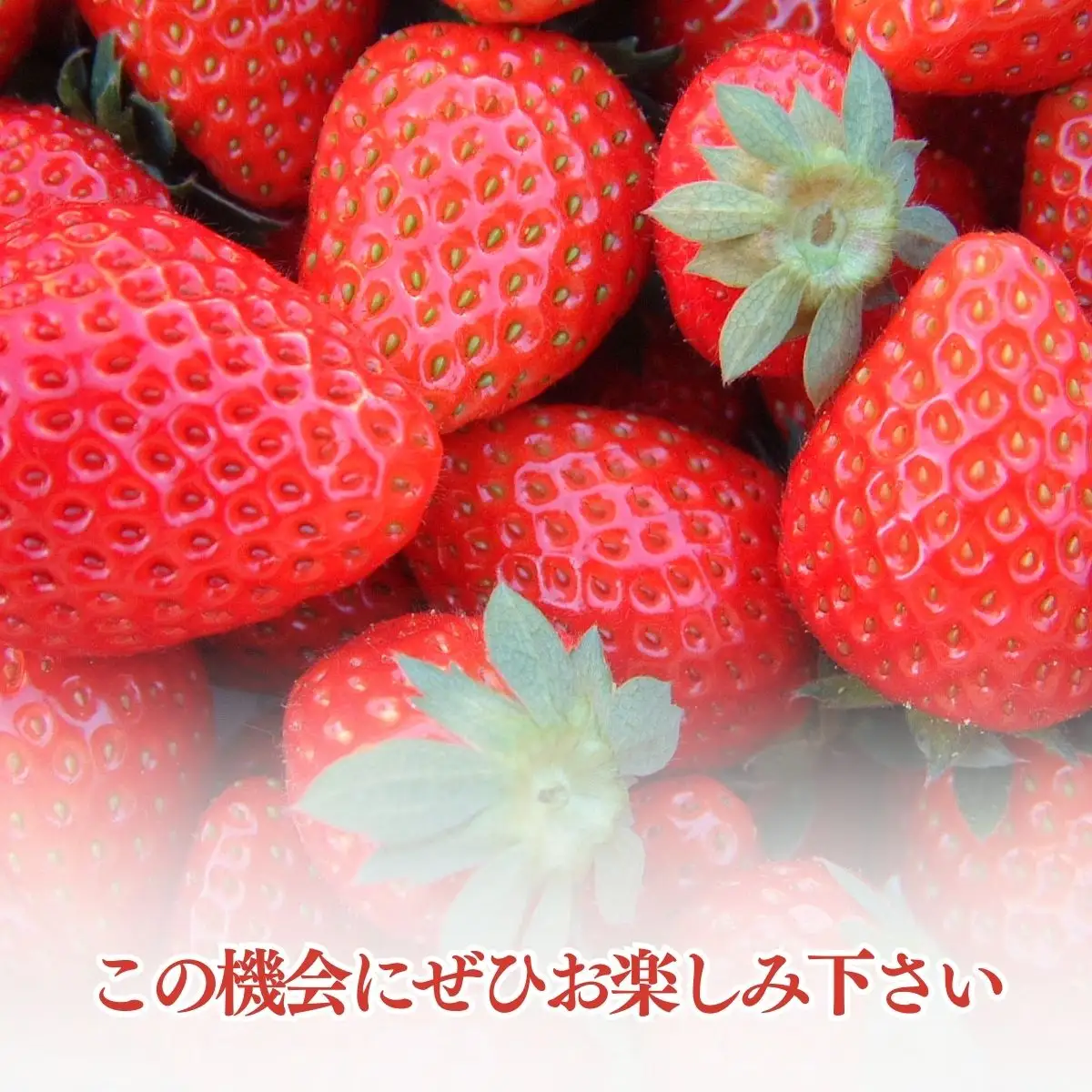 【12月上旬から発送】いちご狩りチケット（2名様分） いちご イチゴ 苺 イチゴ狩り いちご狩り体験 チケット 利用券 千葉県 山武市 SMQ001