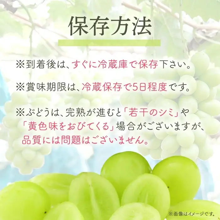 【訳あり】シャインマスカット晴王1房【2026年9月中旬～10月下旬発送予定】（いばら愛菜館）