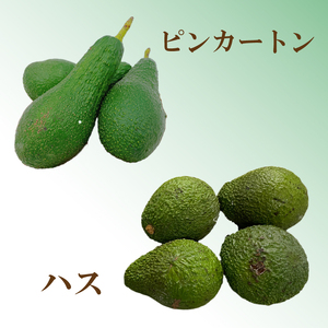 【2026年11月上旬頃から順次発送】 松山市産 アボカド 800g （ サラダ 料理 果物 ヘルシー アボガド ダイエット ミネラル 森のバター 栄養 国産 愛媛 松山 ）【FA0461】