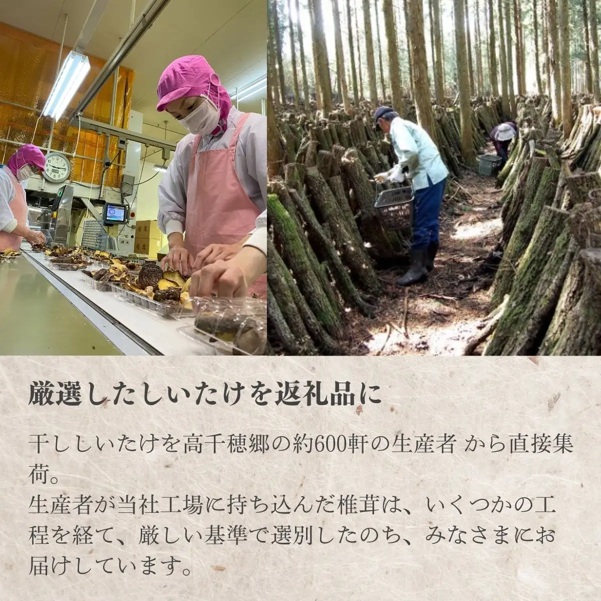 高千穂郷産カサ茸椎茸 50g×6袋 しいたけ 乾燥しいたけ きのこ 出汁 干し椎茸 旨味 杉本商店 煮物 料理 宮崎県 高千穂町 _Tk005-045