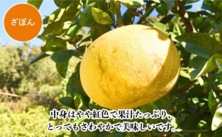 【数量限定】長崎ざぼん&ぶんたん セット 約8kg  [OAF008]