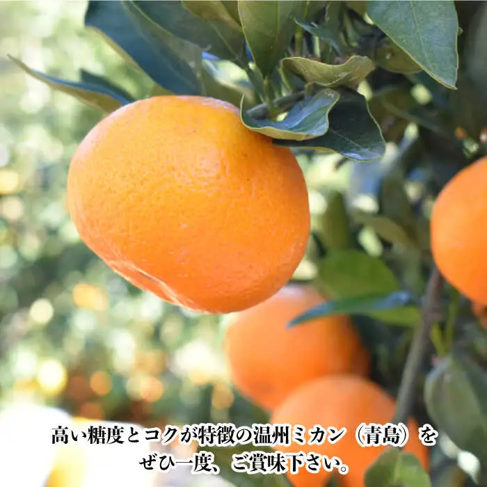 【数量限定】高糖度系 温州みかん(青島) 約10kg[OAF006] ミカン