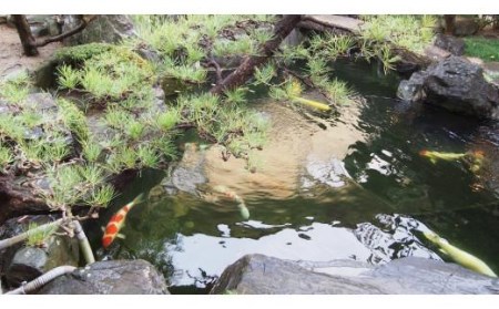 【料理旅館　栴檀】ペア宿泊券（1泊２食付・温泉引湯） 松山おすすめ【SD003】
