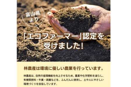 米 無洗米 コシヒカリ 5kg ご飯 ごはん 白米 精米/林農産/富山県 黒部市 お米 こしひかり 