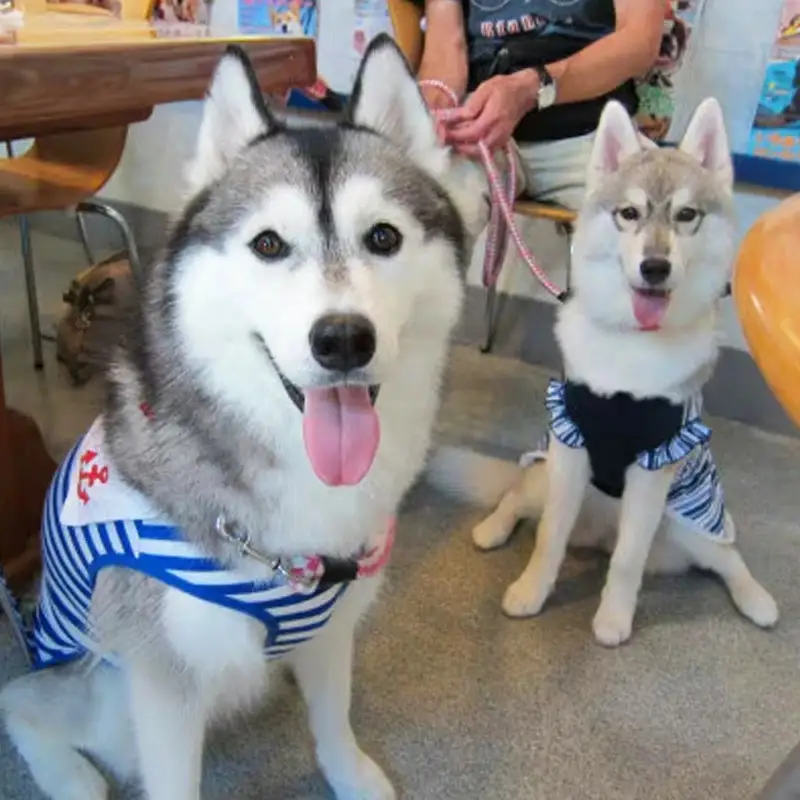 ”愛犬と伴にお食事” 「Dog Runs Well・ドッグパーク幸手店舗」お食事券 - チケット お食事券 カフェ 食事 ドッグカフェ ドッグラン 愛犬 犬 犬用おやつ おやつ Dog Runs Well ドッグランズウェル 埼玉県 幸手市