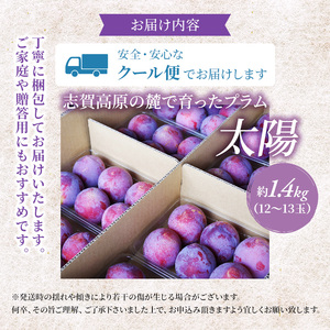 桃 志賀高原 プラム 太陽 1.4kg 12～13玉 桃