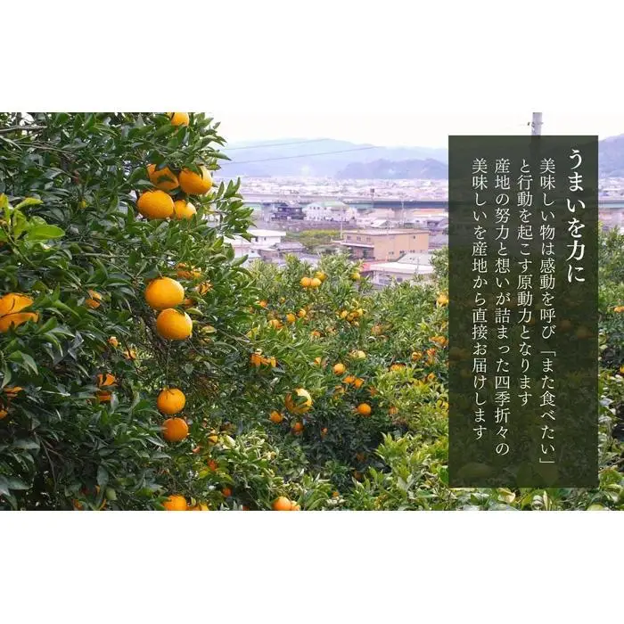 訳あり それでも 甘夏 箱込 5kg (内容量約4.4kg)  サイズミックス 産地直送 家庭用［みかんの会］