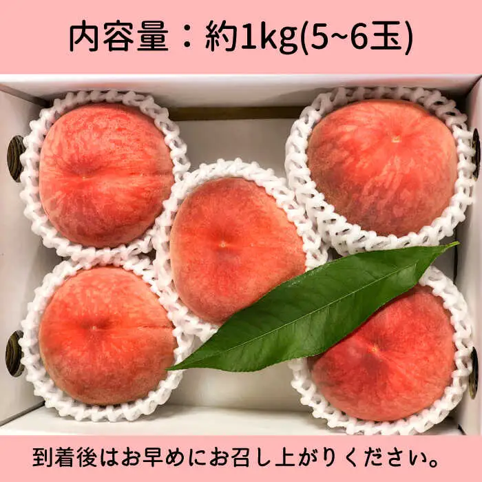【2027年6月-発送】温室桃 約1kg [SAP002] 桃