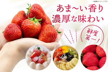 期間限定発送 博多あまおう 約270g×2
